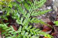 Asplenium onopteris